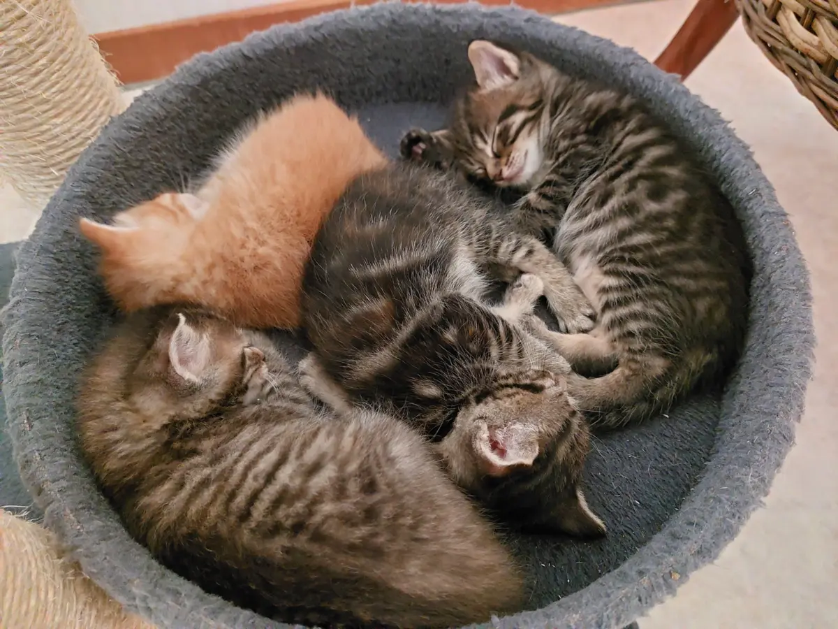 Van een moederpoes met zorgenkittens naar vrolijke avonturiers