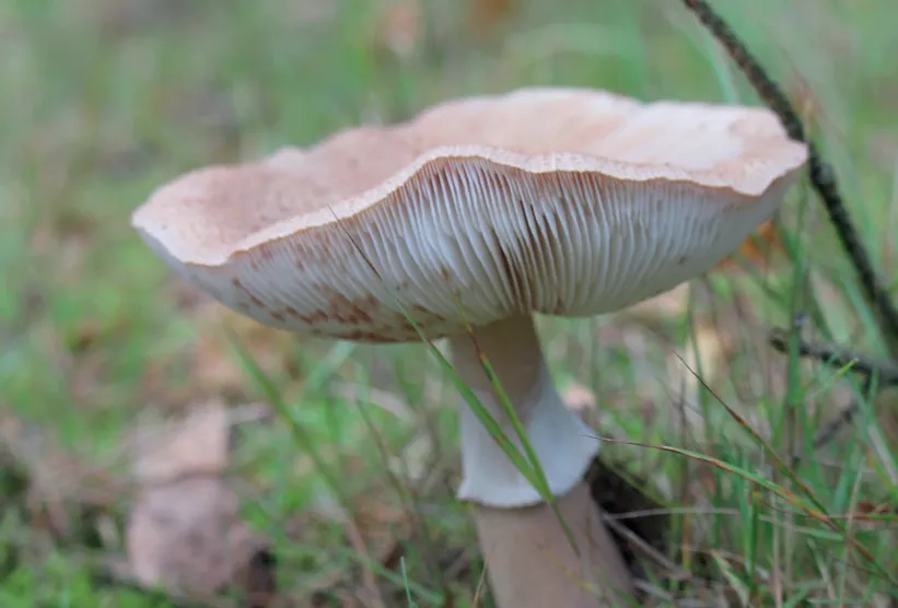 Herfst aan onze voeten