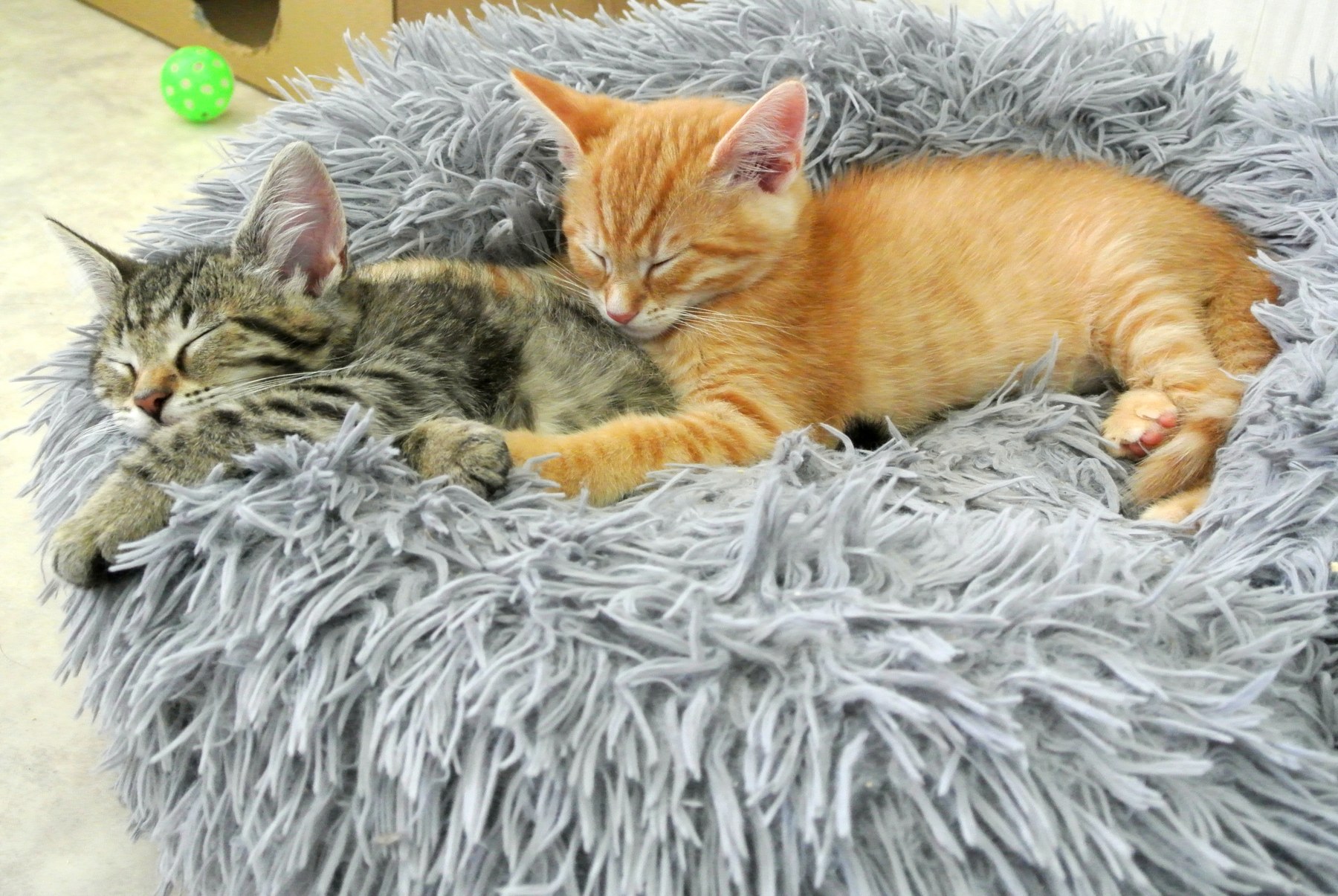 Een jaar lang gastgezin voor moederpoezen en kittens