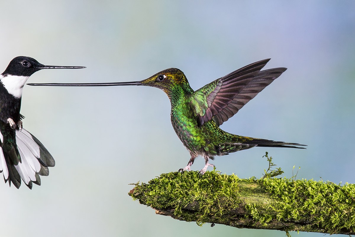 Natuurfotograaf Jan van der Greef neemt publiek mee op wereldreis